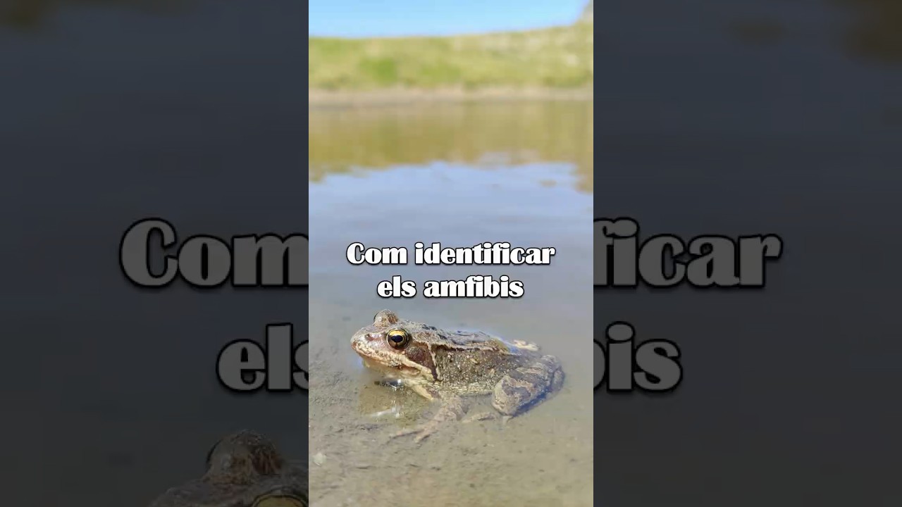 Com identificar els amfibis de Catalunya 🐸