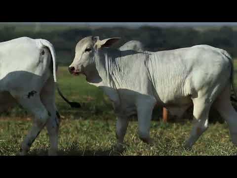 LOTE 70 QAP 157,137,44