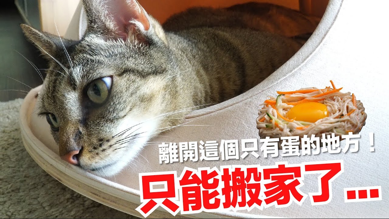 短褲崩潰！又是蛋？咦這次有點好吃，貓雞蛋煎餅食譜【貓副食食譜】貓鮮食廚房EP164