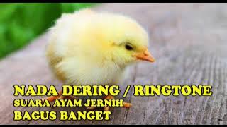 RINGTONE SUARA ANAK AYAM NADA DERING PART-3 MERDU BANGET