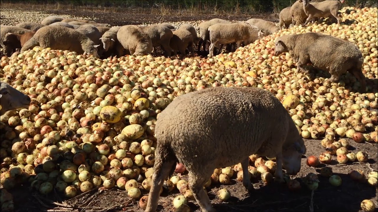 Triple M Bar Ranch Sheep Eating Onions YouTube triple-m-bar-ranch-sheep-eating-onions-youtube