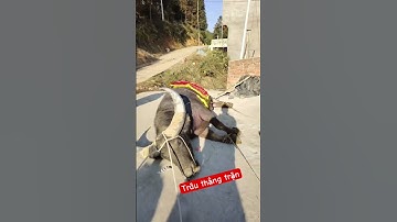 2-3 triệu / kg trâu tươi #shortsfeed #tintuc