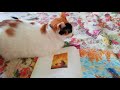 猪妹さんより・アイルランドで銀行なんちゃらと債務の免責☆あのマンション半分崩壊やはり・・(概要欄から飛んでください)