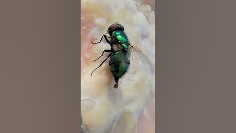 This is the reason Flies are not wanted to land on food. 🔥👀😎🫵