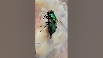 This Is The Reason Flies Are Not Wanted To Land On Food 