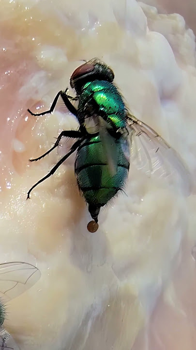 This is the reason Flies are not wanted to land on food. 🔥👀😎🫵