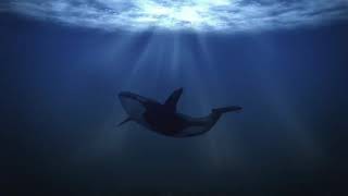 Underwater Whale Sounds   Full 60 Minute Ambient Soundscape