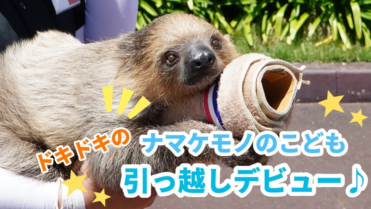 ナマケモノのこども　ドキドキの引っ越しデビュー♪