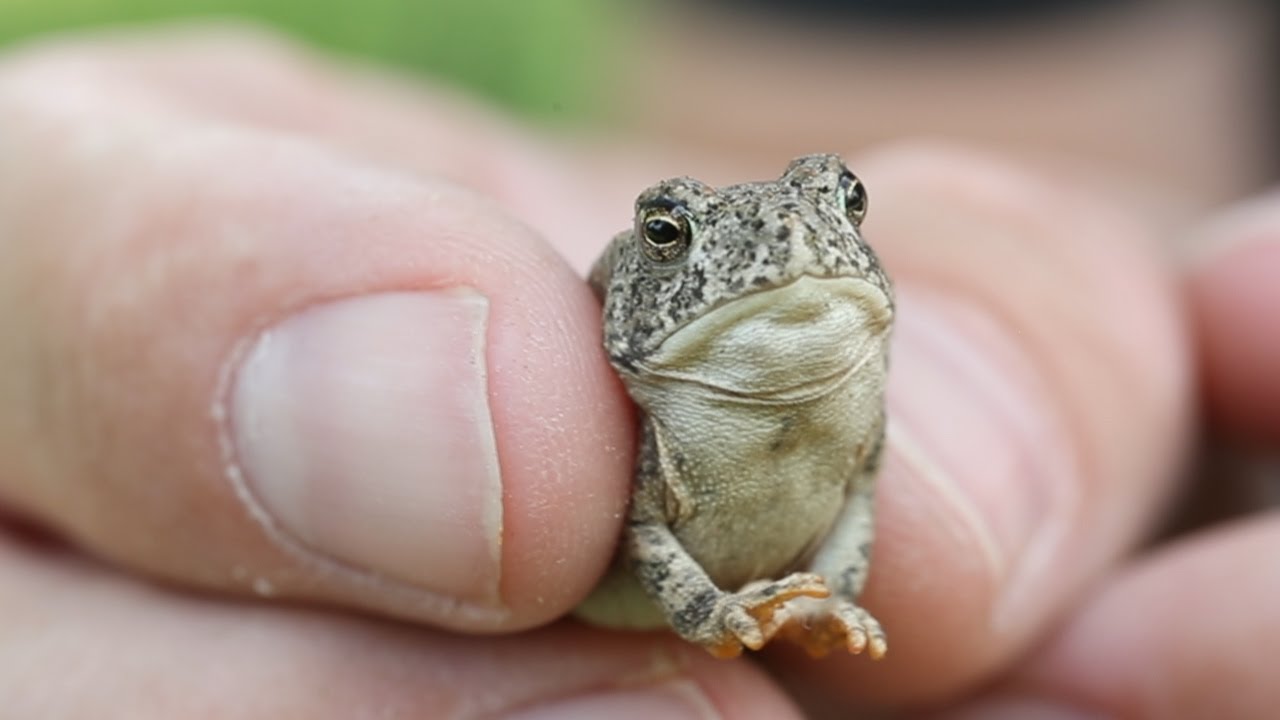 Cute Baby Toad YouTube Cute Baby Toad YouTube