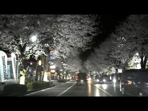 さつき大通り桜並木 のライトアップ 栃木県鹿沼市 18 4 3 Youtube さつき大通り桜並木 のライトアップ 栃木県鹿沼市 18 4 3 Youtube