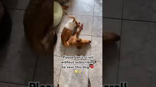 Please don’t scroll without subscribing to save this dog 💔😭🙏
