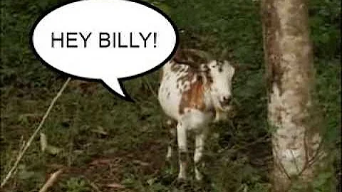 Gifts For Life - Goats Can Be Cheesy Too!