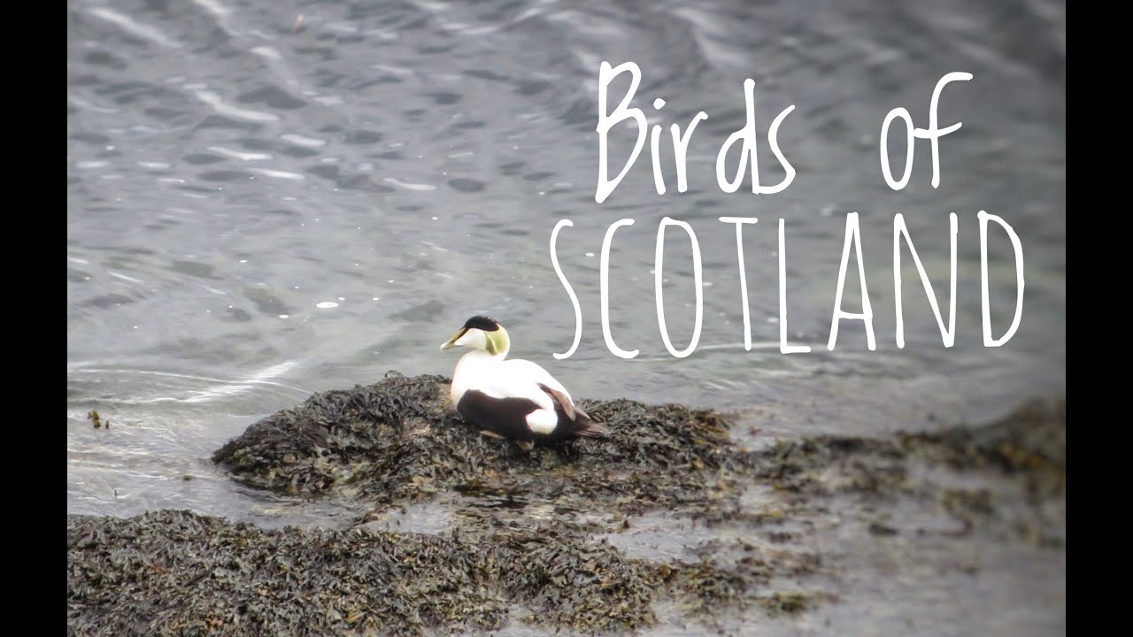 Birds Of Scotland YouTube