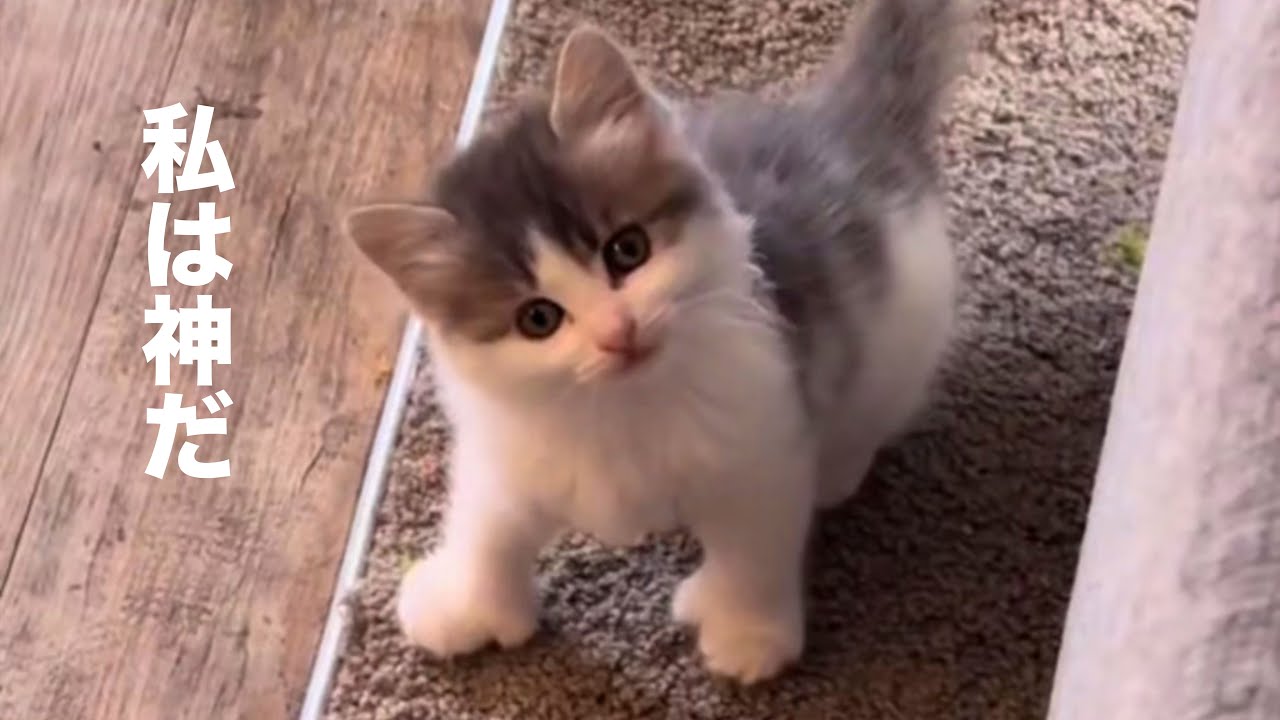 Cat God loses his memory [dubbing] - YouTube