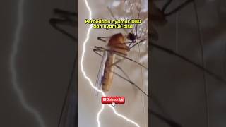 Perbedaan nyamuk Demam berdarah dan nyamuk biasa #nyamuk #facts #faktahewanunik #faktahewan #bahaya