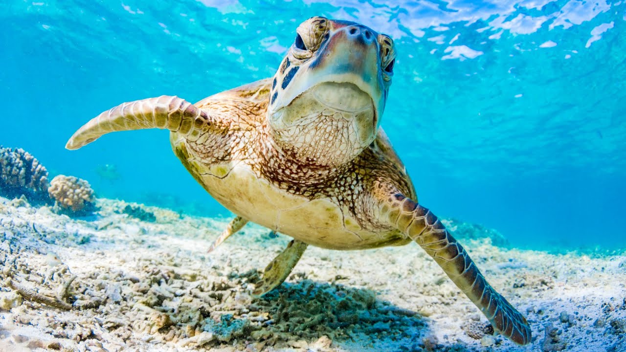 Где находится остров плавающая черепаха 5 Things You Didn't Know About Turtles - YouTube
