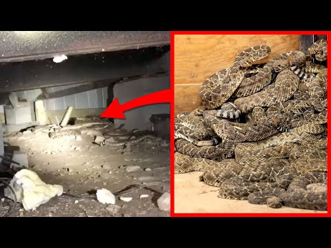Відео: Змії знайшли у змій на плоскому кінотеатрі