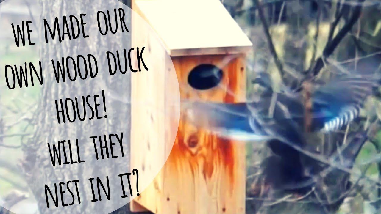 Finally a Wood Duck in Our Homemade Wood Duck Boxes! • Growing Home