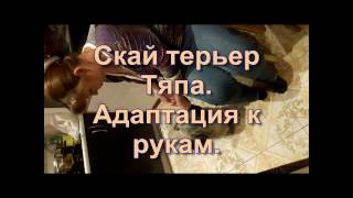 Алаптация к рукам. Скай терьер Тяпа. Алаптация к рукам. Скай терьер Тяпа.