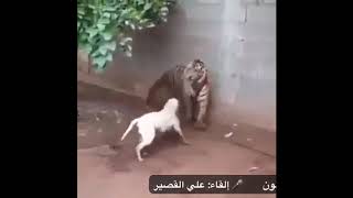 يا كلب لست بندي انني نمر