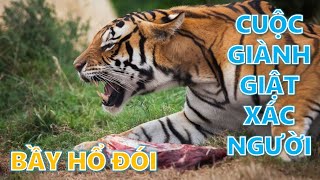 Cuộc giành giật xác người với bầy hổ đói ở Mường Lát