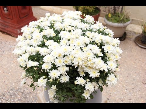 Videó: Chrysanthemum Chrysanthemum - Otthoni Gondozás, öntözés, ültetés
