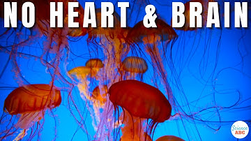 How to live without a heart or a brain - Lessons from a Jellyfish