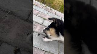 Изгрыз Пчелу 🐶 #север #ямал #собака #пчела