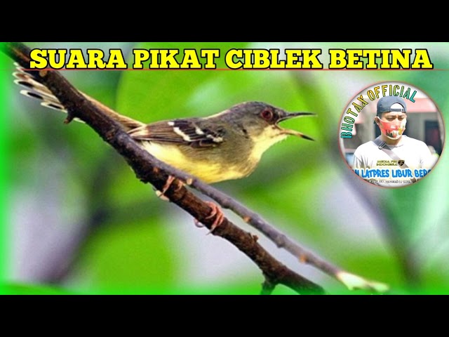 AMPUH || SUARA CIBLEK BETINA UNTUK PIKAT CIBLEK JANTAN class=