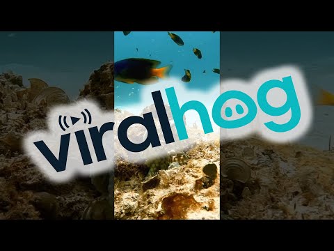 Octopus Punches Annoying