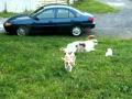 Irish Red & White Setter pups - 7 wks old の動画、YouTube動画。