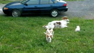 Irish Red & White Setter pups - 7 wks old(Emerald playing with her puppies. Her one year old daughter Sapphire joins in., 2010-05-23T16:01:59.000Z)