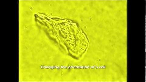 Changing a Cells Orientation with Holographic Optical Tweezers