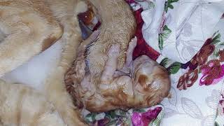 Cat is giving birth it having a baby cute kittens hello world by CC Strong 291 views 2 years ago 2 minutes, 40 seconds