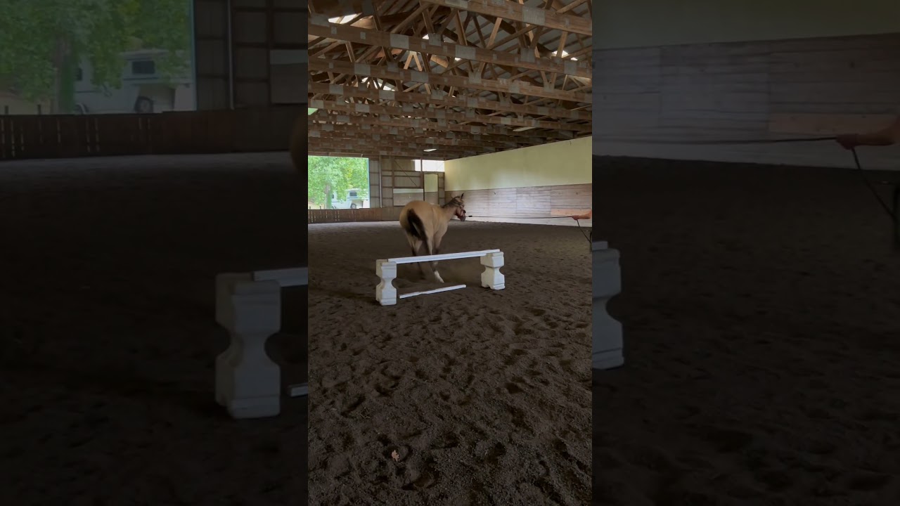 lol idk why he does this 😂😭 