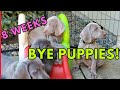 8 Weeks Old: Last Day With Our 10 Weimaraner Puppies