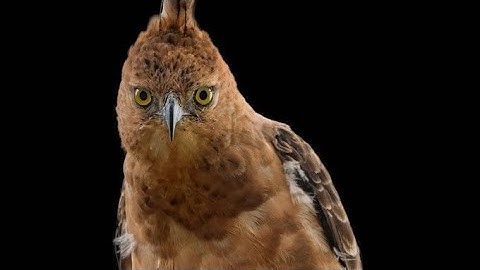 NATIONAL SYMBOL OF INDONESIA- THE JAVAN HAWK EAGLE