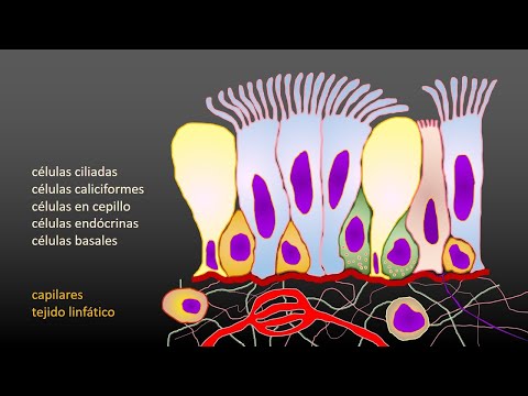 Vídeo: Por que a membrana mucosa é importante?