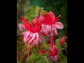 How to successfully grow Fuchsias