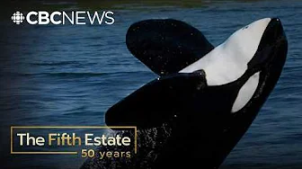 The true story behind the whale made famous by Free Willy (2002) | The Fifth Estate