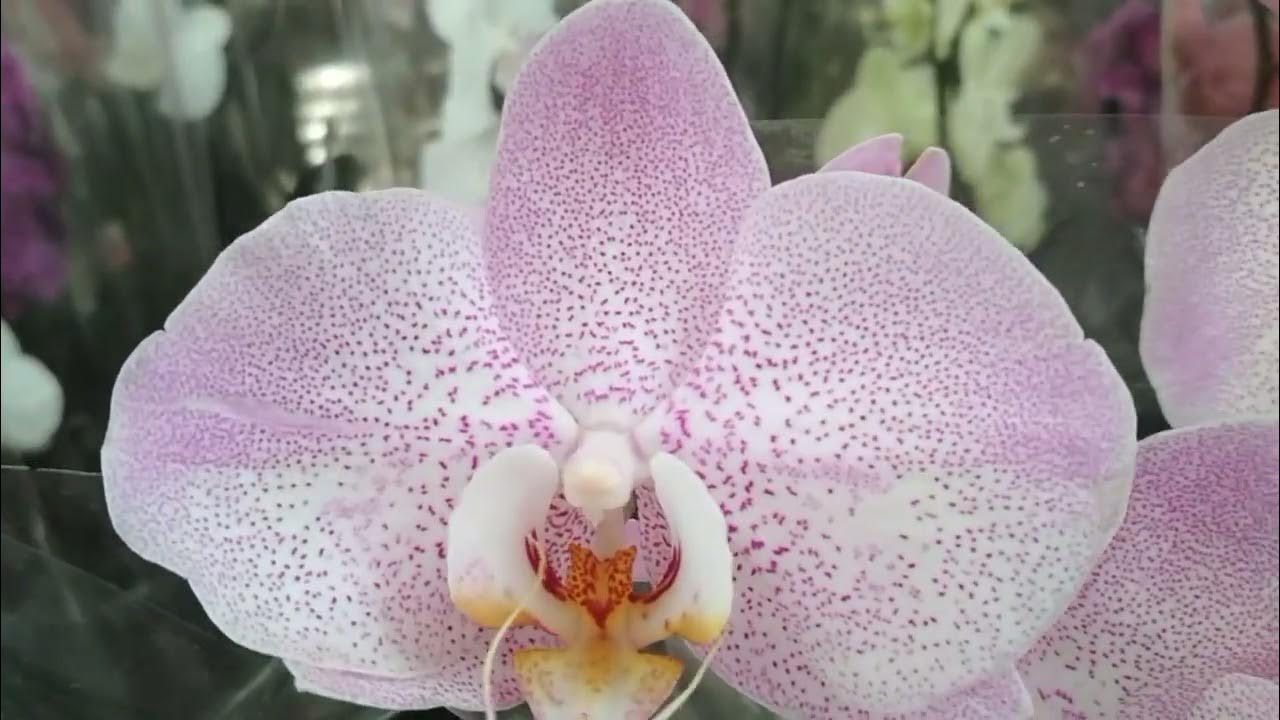 Новые орхидеи 🌹🌾в ОБИ тц Фантастика г Нижний Новгород (04.07.24) - YouTube