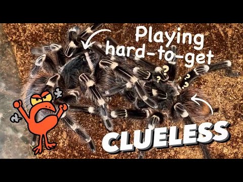 When MALE has ZERO CLUE and FEMALE plays HARD TO GET ..