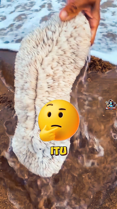 Seperti kerang tapi kok ada bulunya ya🤔#shorts #shortvideo