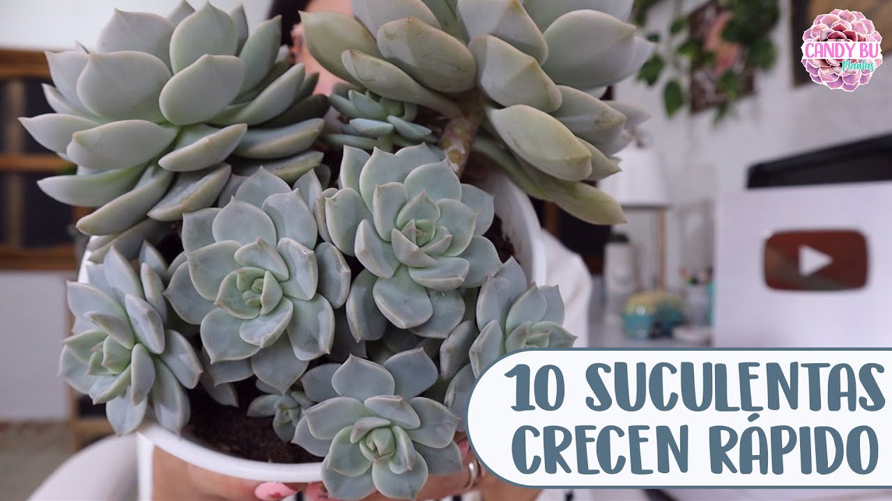 10 SUCULENTAS COLGANTES DEBES TENER EN TU JARDÍN│Candy Bu - YouTube