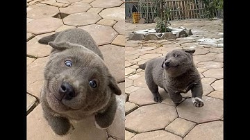 Chó Dúi và những khoảnh khắc tấu hài