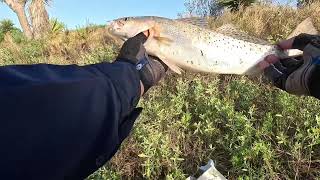 Arroyo colorado #fishing#speckledtrout #black drum