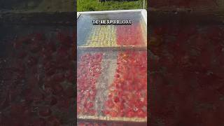 Making Sundried Tomatoes - Solar Dehydrator #canadianhomesteaders #foodpreservation #shedwars