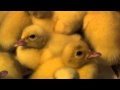 Baby ducks  ducklings 2