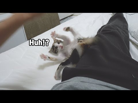 Baby <strong>Cat</strong> is Always Serious about Playing with Human <strong>LOL</strong>
