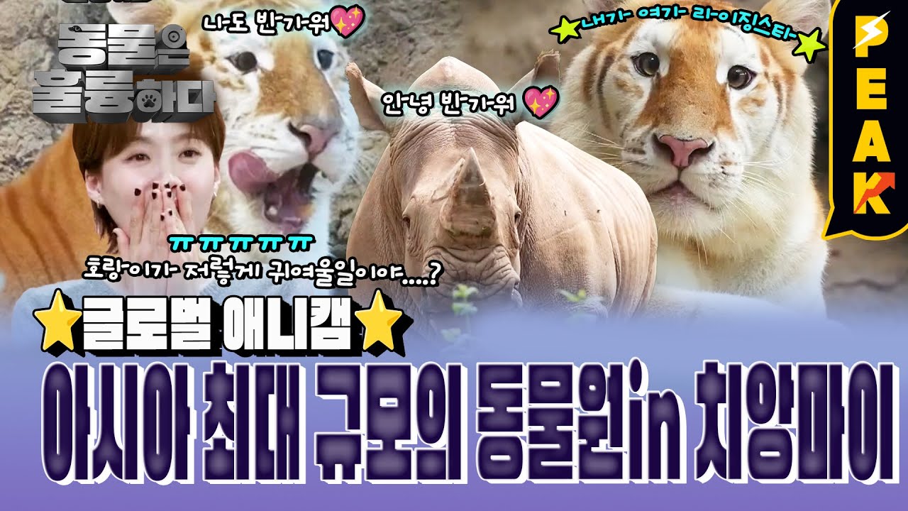 [#피크타임] 고양이야 호랑이야?🐈 만분의 1 확률로 태어나는 황금 호랑이 에바 & 루나 | #동물은훌륭하다 | KBS 250303 방송